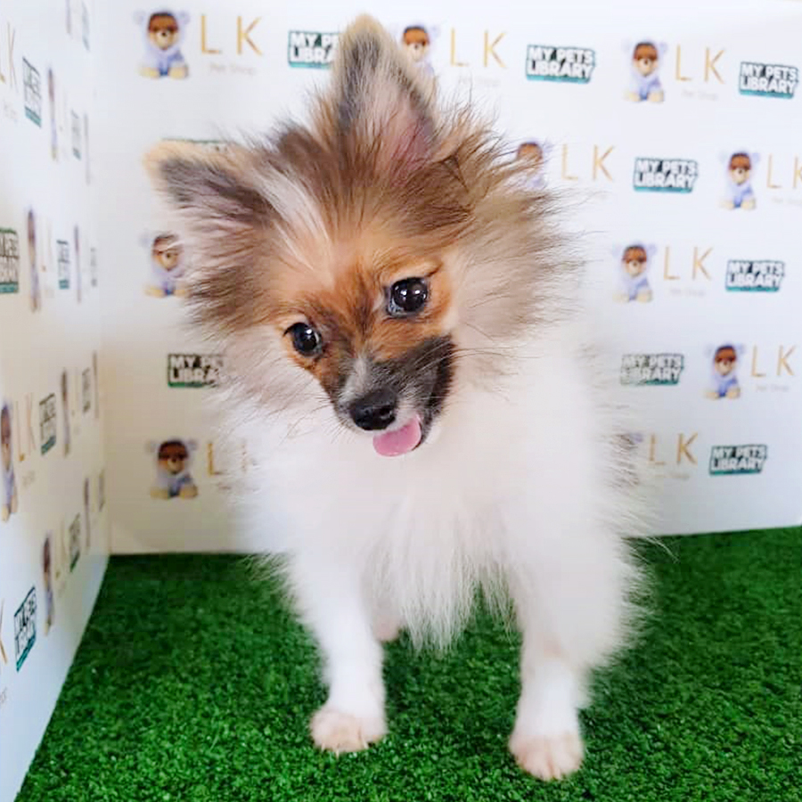Tri Colour Pomeranian Puppy (Male) For Sale