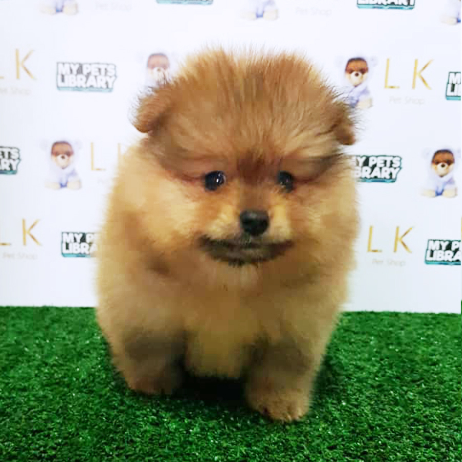 Brown Pomeranian Puppy (Male) For Sale