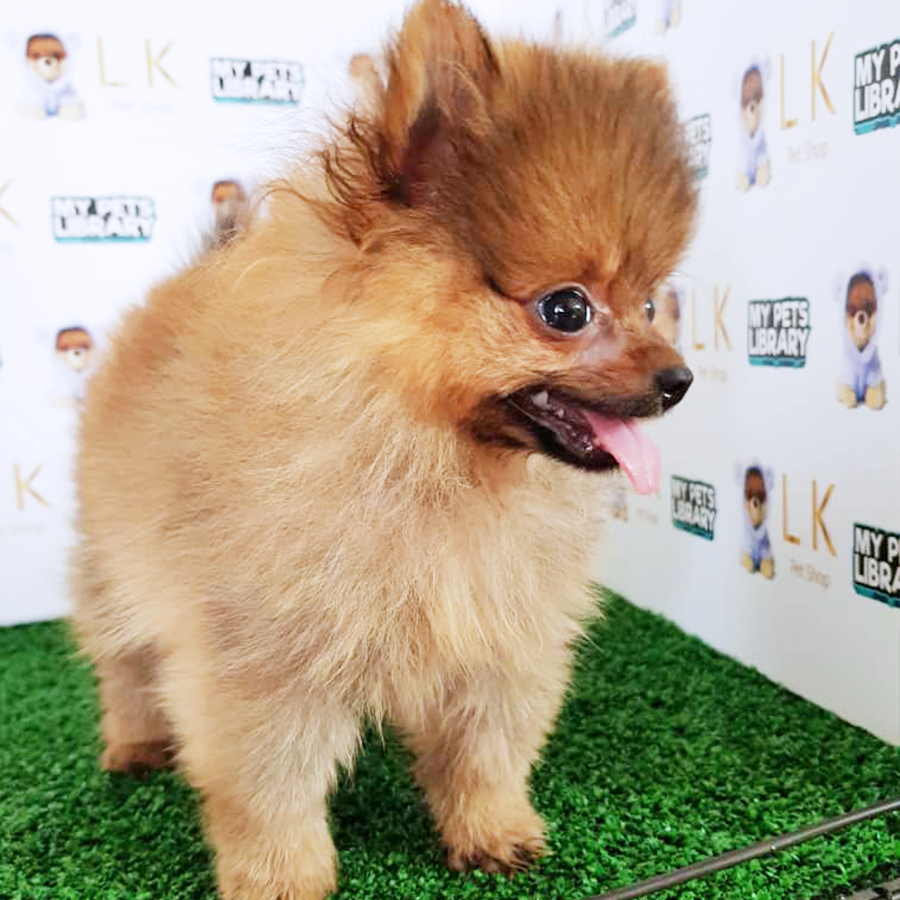 Brown Pomeranian Puppy (Female) For Sale