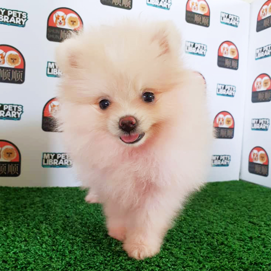 Cream White Pomeranian Puppy (Female) For Sale