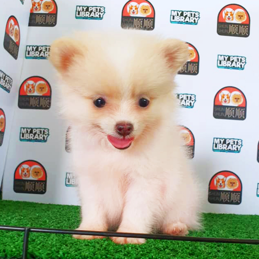Parti White Pomeranian Puppy (Female) For Sale