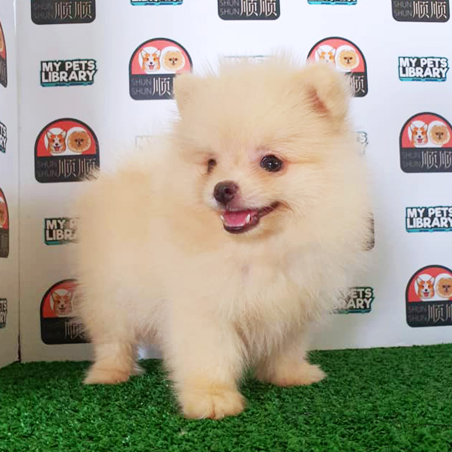 Cream Pomeranian Puppy (Female) For Sale
