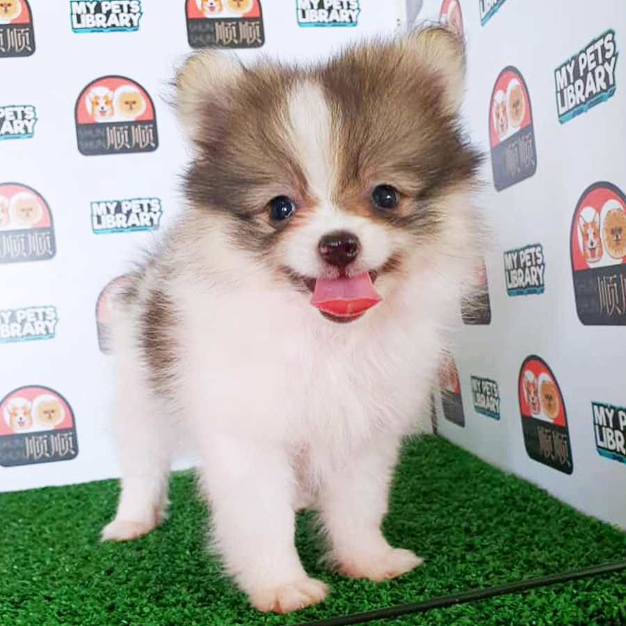 Parti Pomeranian Puppy (Male) For Sale