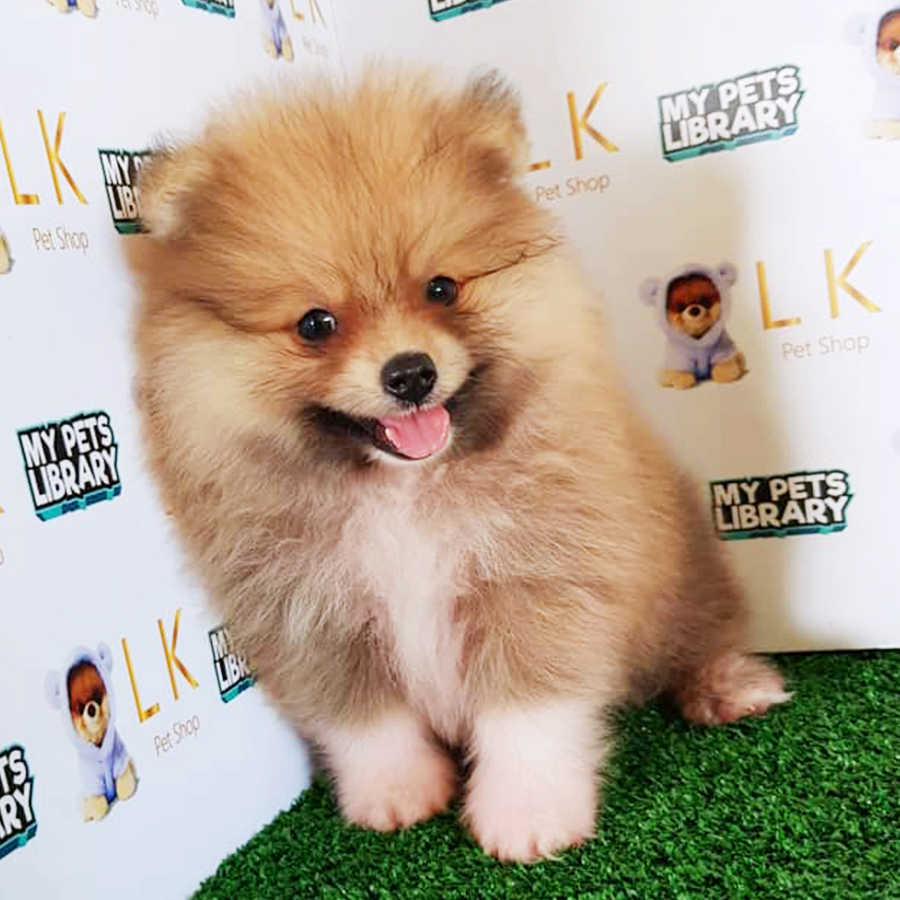 Sable Brown Pomeranian Puppy (Male) For Sale