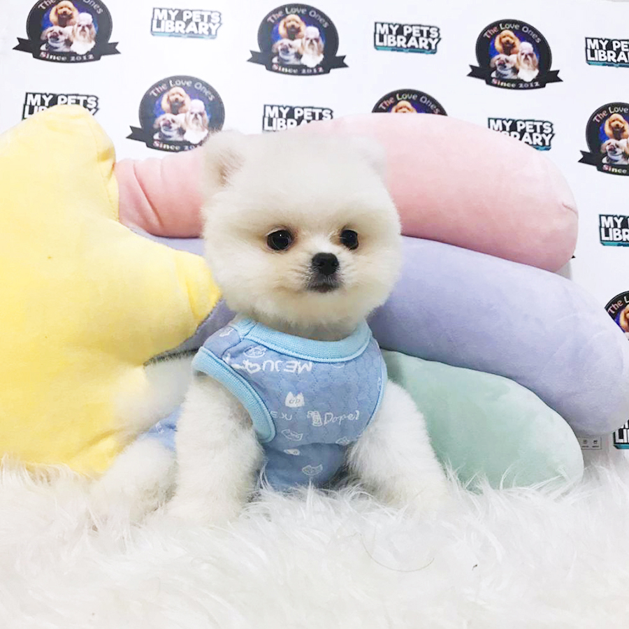 Grade A Quality White Pomeranian Puppy (Male) For Sale