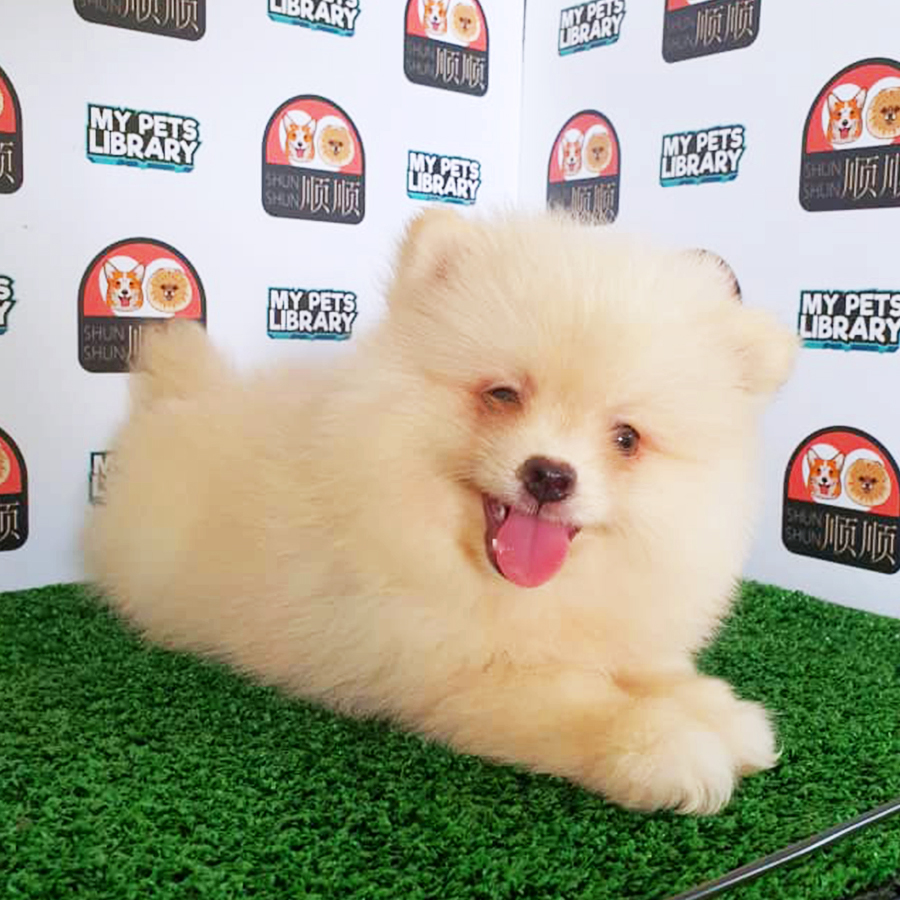 Cream Pomeranian Puppy (Male) For Sale