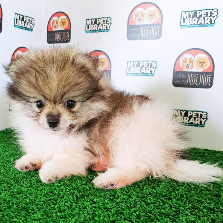 Parti Colour Pomeranian Puppy (Male) For Sale