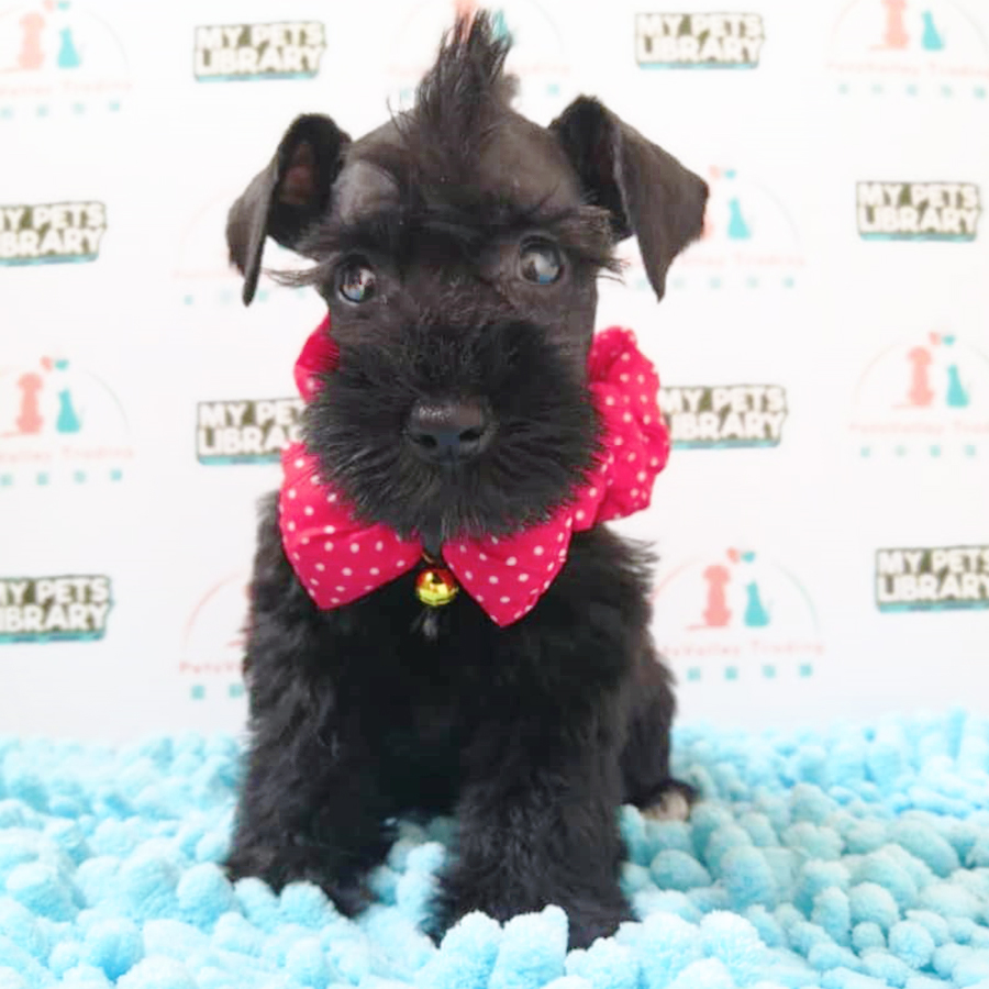 Black Miniature Schnauzer Puppy (Female) For Sale