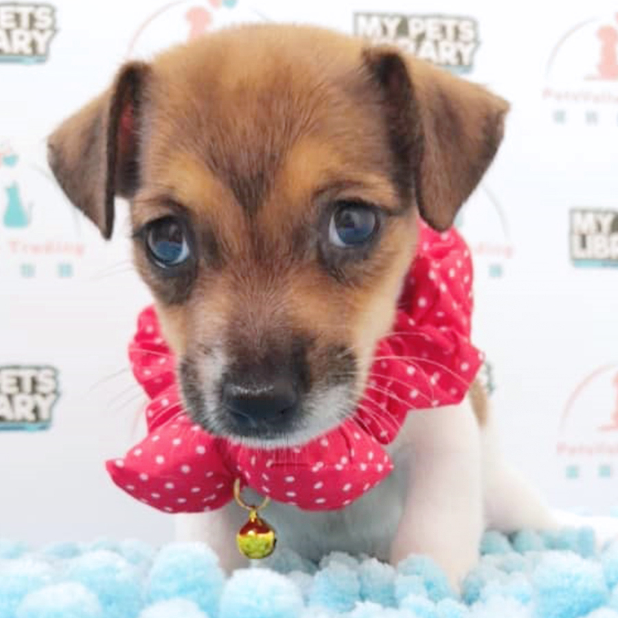Jack Russell Terrier Puppy (Male) For Sale