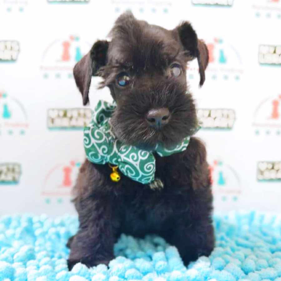 Black Miniature Schnauzer Puppy (Female) For Sale