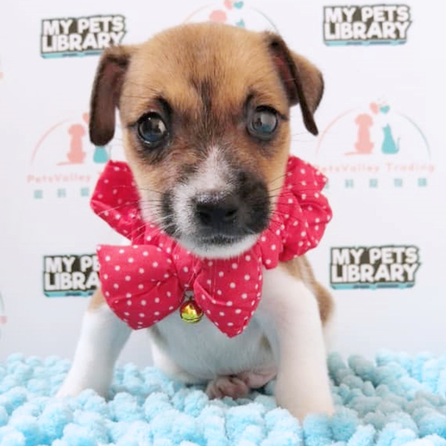 Jack Russell Terrier Puppy (Male) For Sale