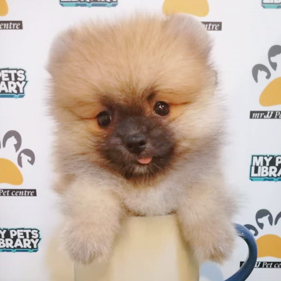 Sable Brown Teacup Pomeranian Puppy (Female) For Sale