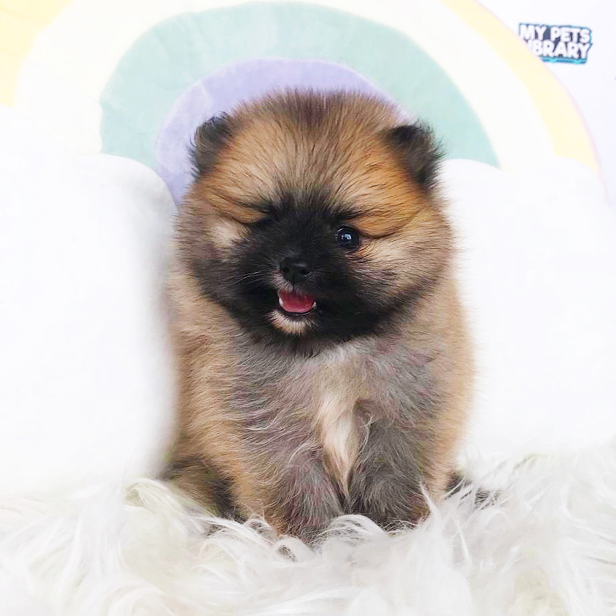 Sable Brown Quality Pomeranian Puppy (Female) For Sale