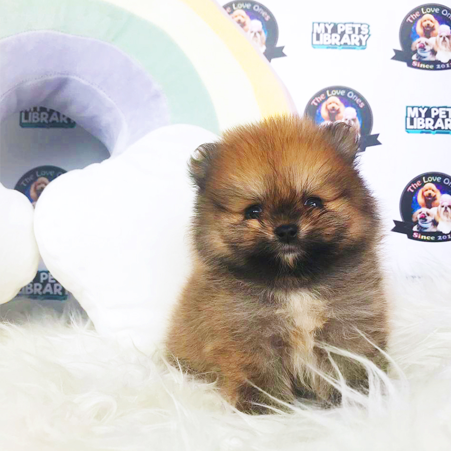 Quality Tiny Teacup Pomeranian Puppy (Male) For Sale