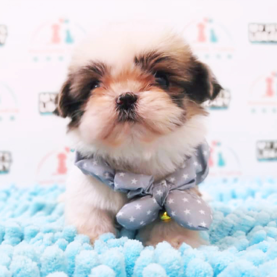 Shih Tzu Puppy (Female) For Sale