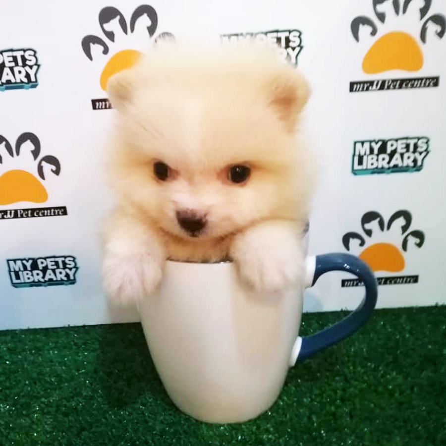 Cream White Teacup Pomeranian Puppy (Male) For Sale