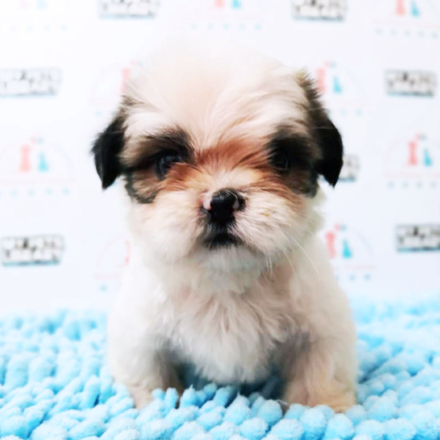 Shih Tzu Puppy (Male) For Sale