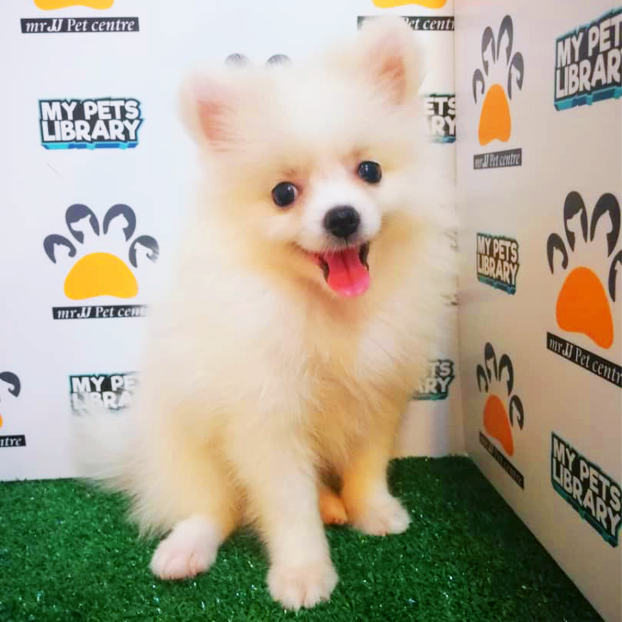 Parti White Pomeranian Puppy (Female) For Sale