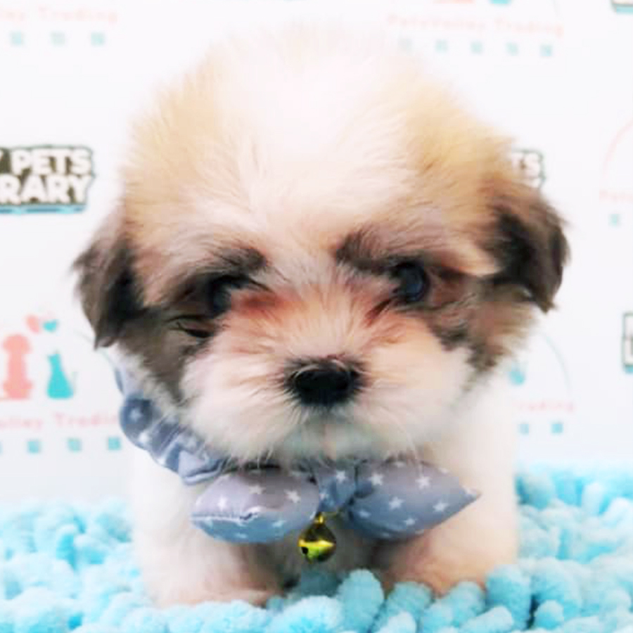 Shih Tzu Puppy (Female) For Sale