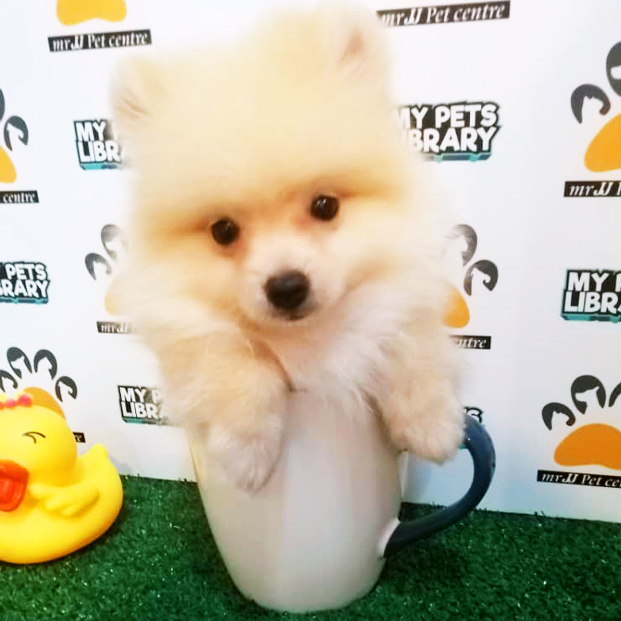 Cream Teacup Pomeranian Puppy (Male) For Sale