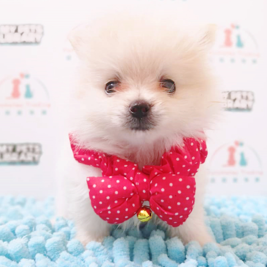 Cream White Pomeranian Puppy (Female) For Sale