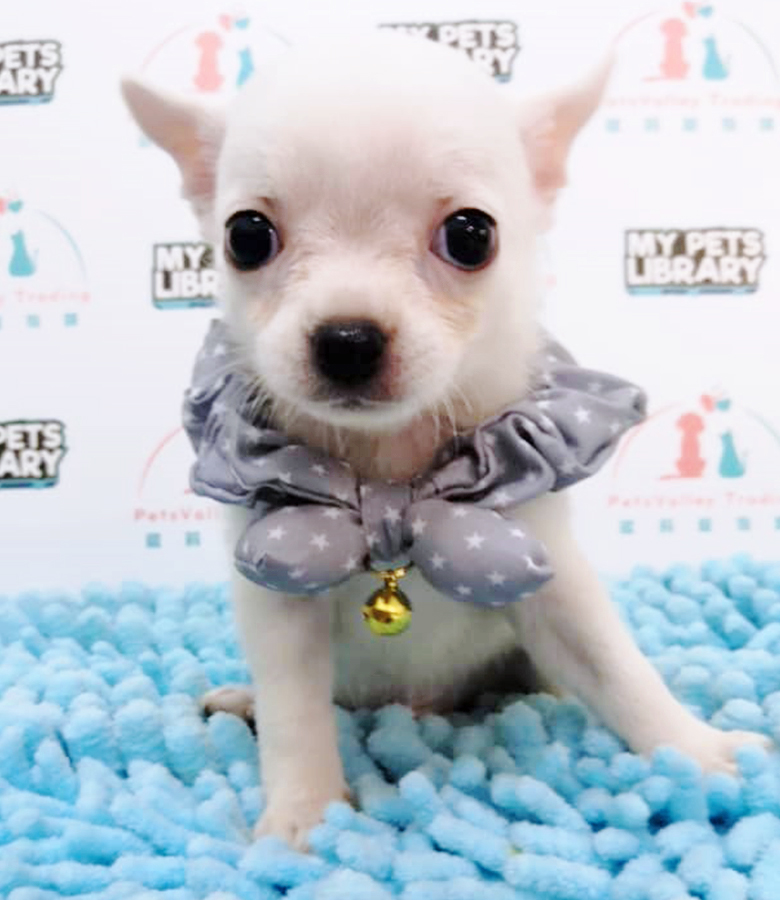 White Chihuahua Puppy (Male) For Sale