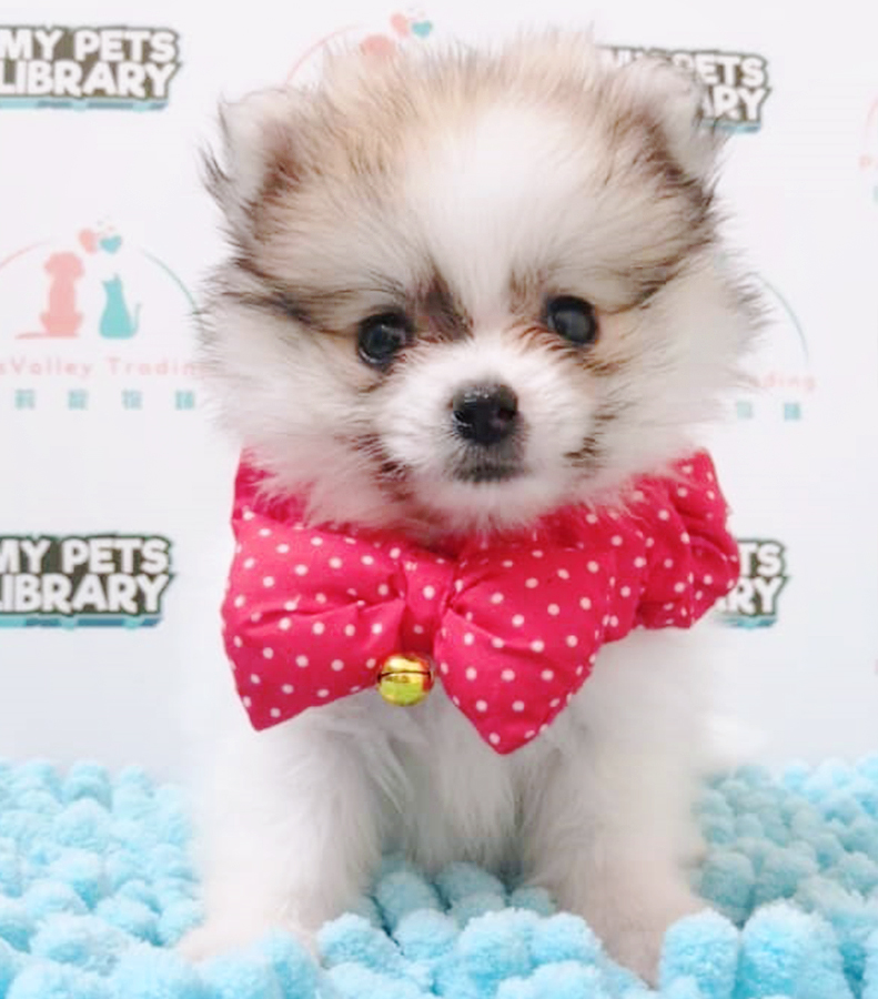 Parti Pomeranian Puppy (Male) For Sale