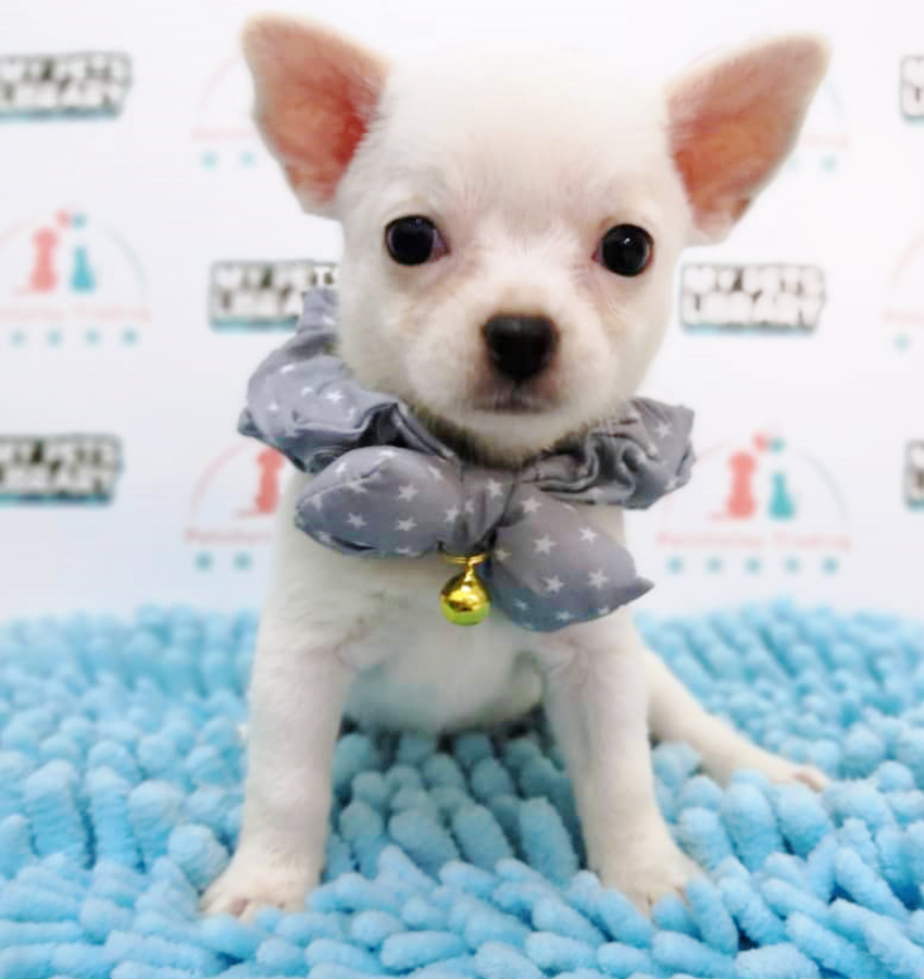 White Chihuahua Puppy (Female) For Sale