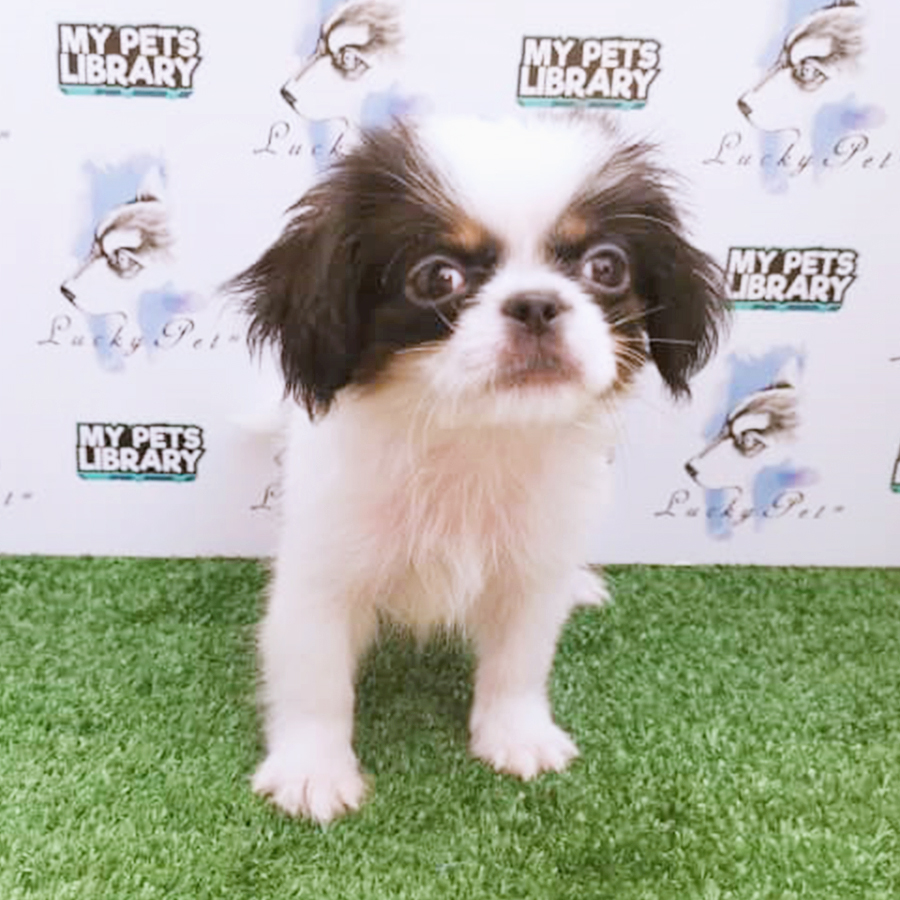 Parti Colour Mix Breed Puppy (Male) For Sale