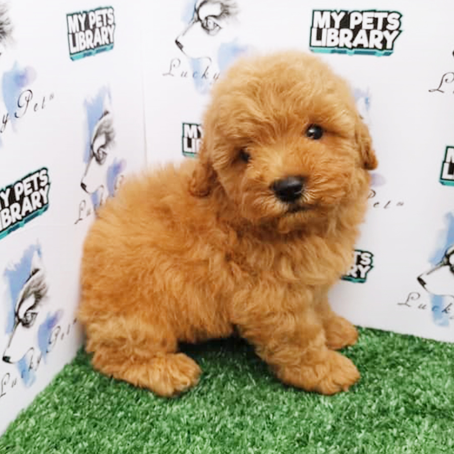 Brown Toy Poodle Puppy (Male) For Sale