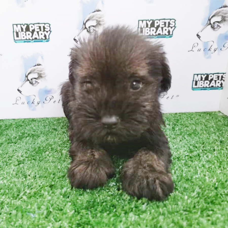 Salt and Pepper Schnauzer Puppy (Male) For Sale