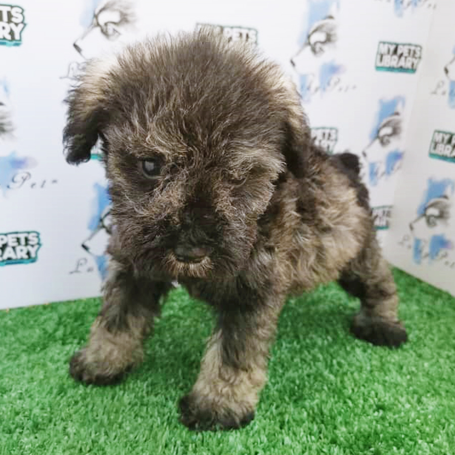 Salt and Pepper Schnauzer Puppy (Female) For Sale