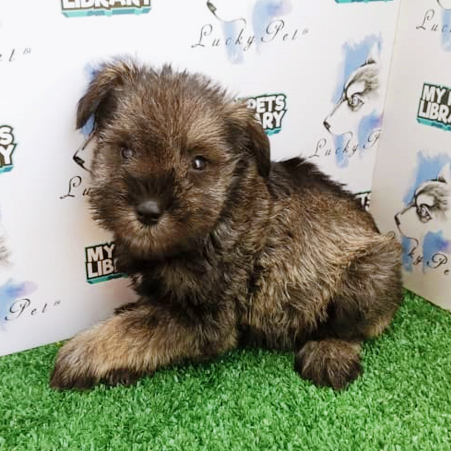 Salt and Pepper Schnauzer Puppy (Male) For Sale