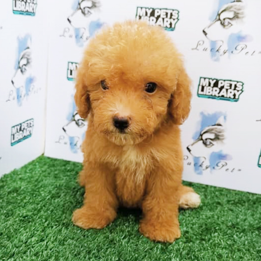 Toy Poodle Puppy (Male) For Sale