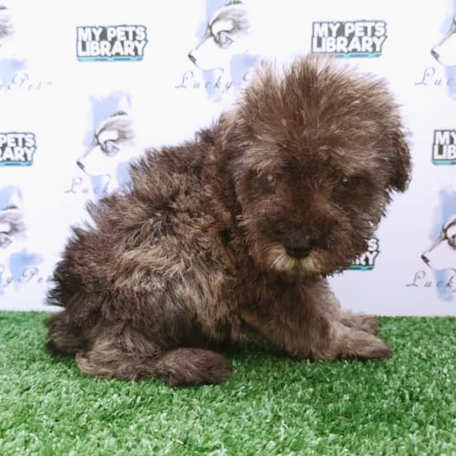 Salt and Pepper Schnauzer Puppy (Male) For Sale