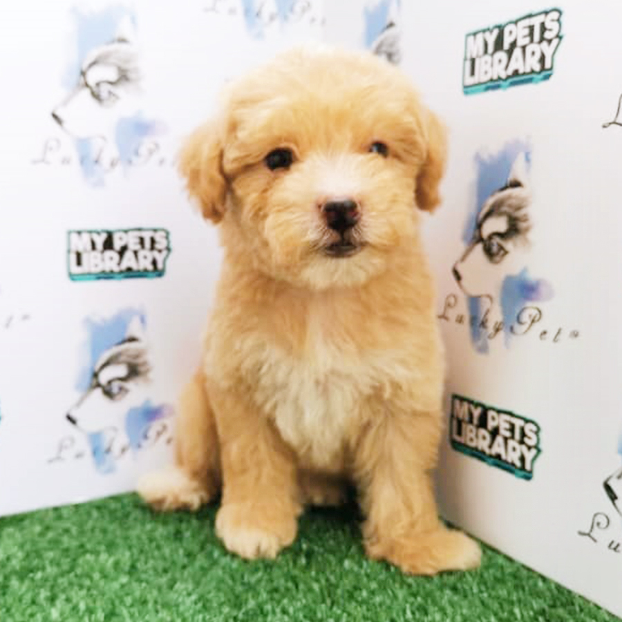 Toy Poodle Puppy (Male) For Sale