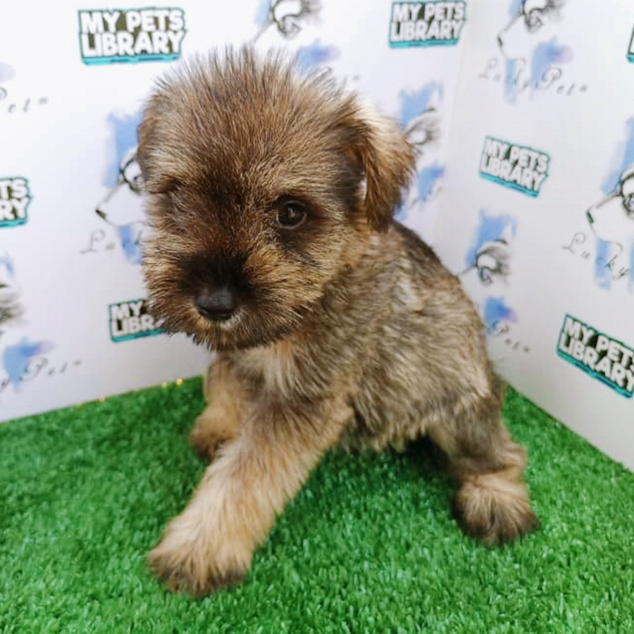 Salt and Pepper Schnauzer Puppy (Female) For Sale