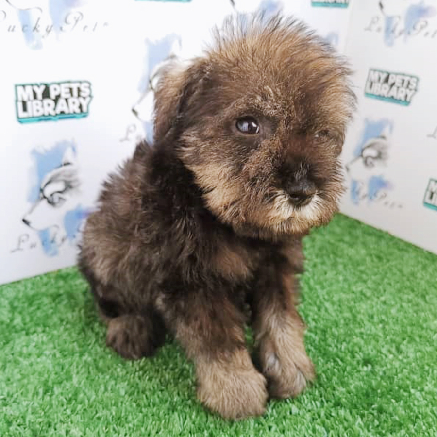 Salt and Pepper Schnauzer Puppy (Male) For Sale