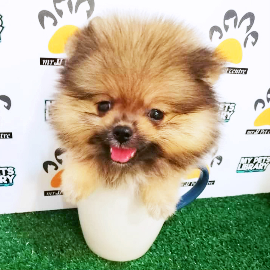 Sable Brown Teacup Pomeranian Puppy (Male) For Sale