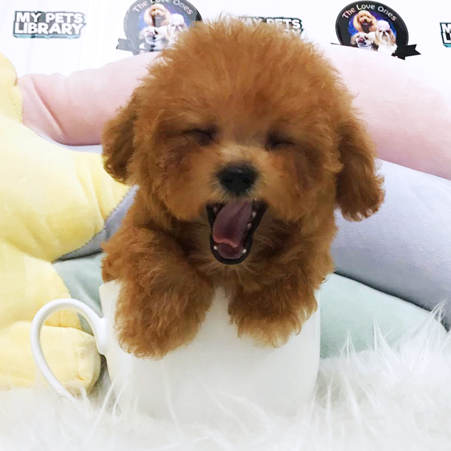 Brown Teacup Poodle Puppy (Male) For Sale