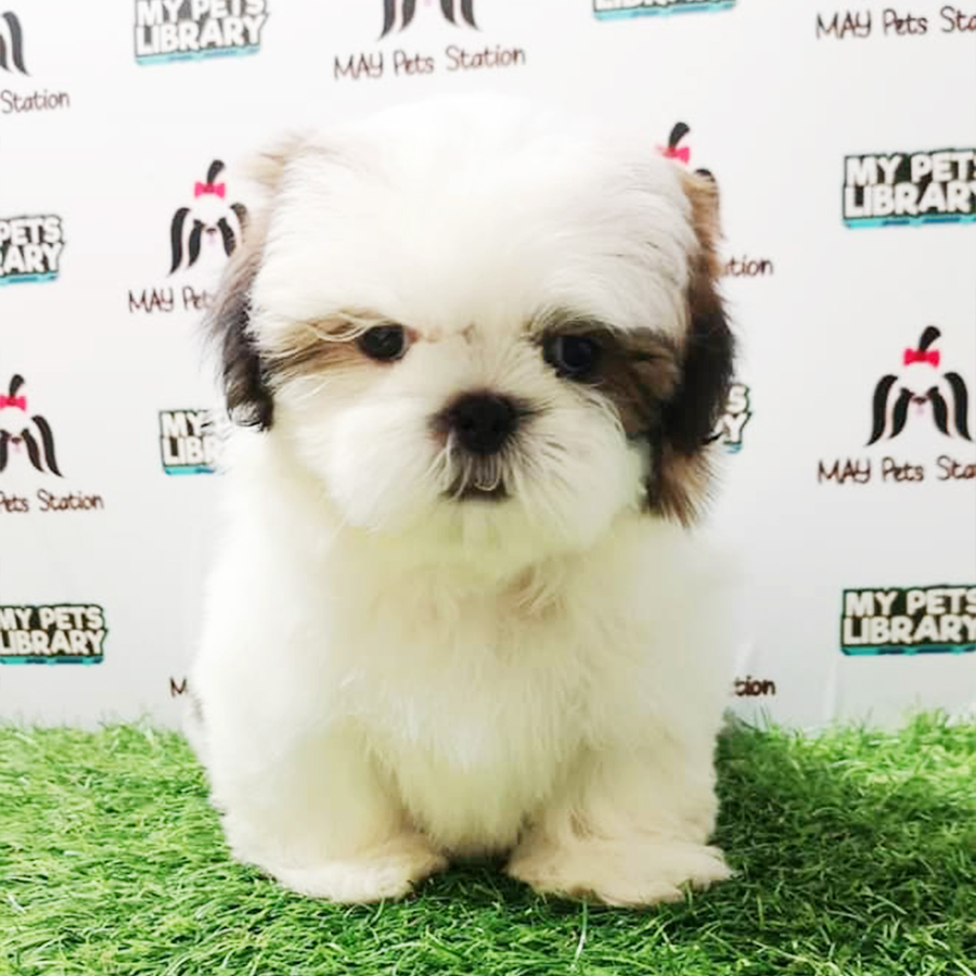 Shih Tzu Puppy (Male) For Sale