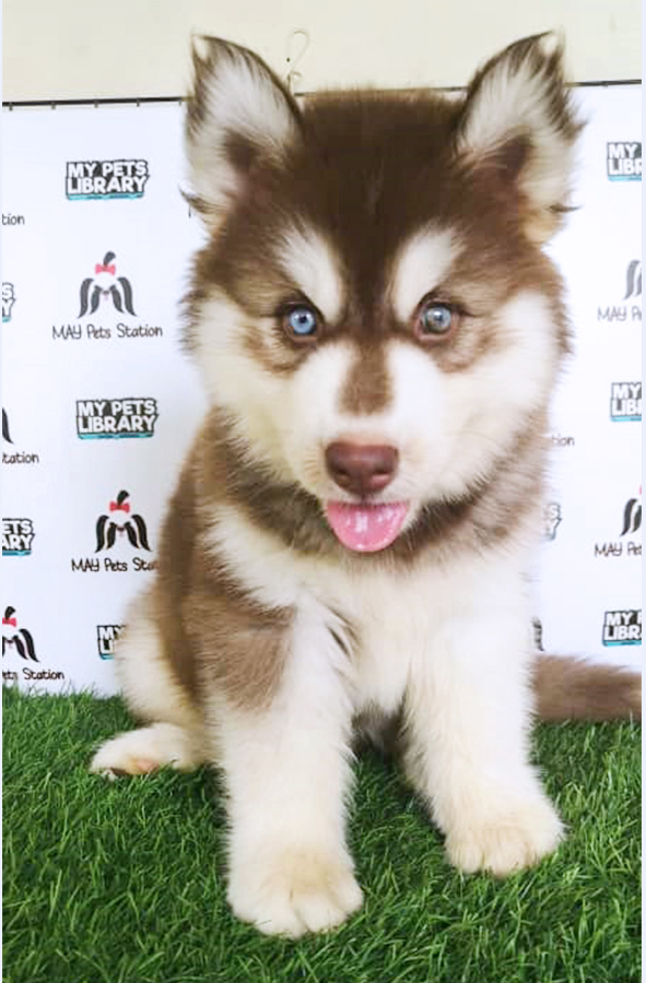 Alaskan Husky Puppy (Male) For Sale