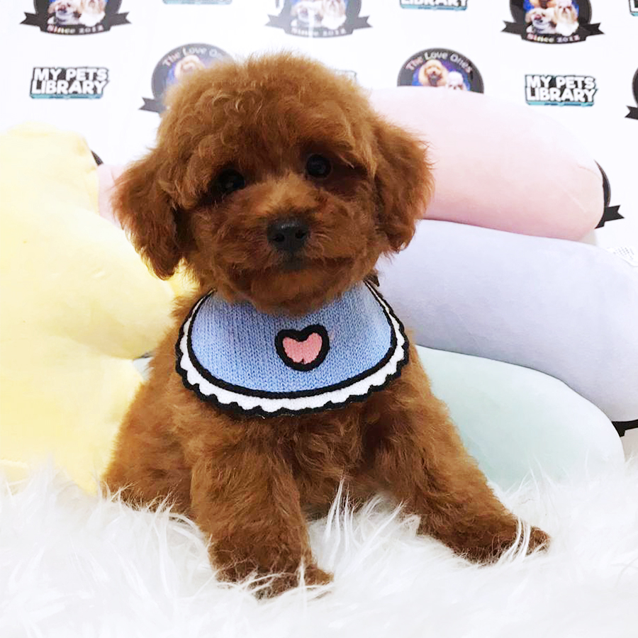 Red Tiny Poodle Puppy (Male) For Sale
