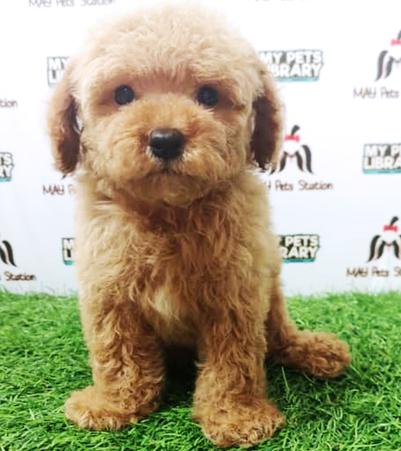 Brown Toy Poodle Puppy (Female) For Sale