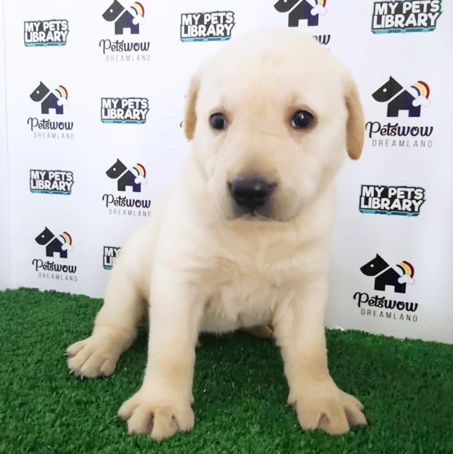Labrador Puppy (Female) For Sale