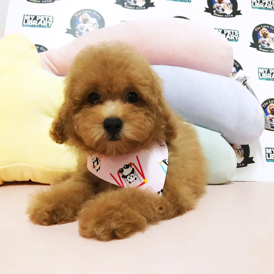 Brown Tiny Toy Poodle Puppy (Female) For Sale