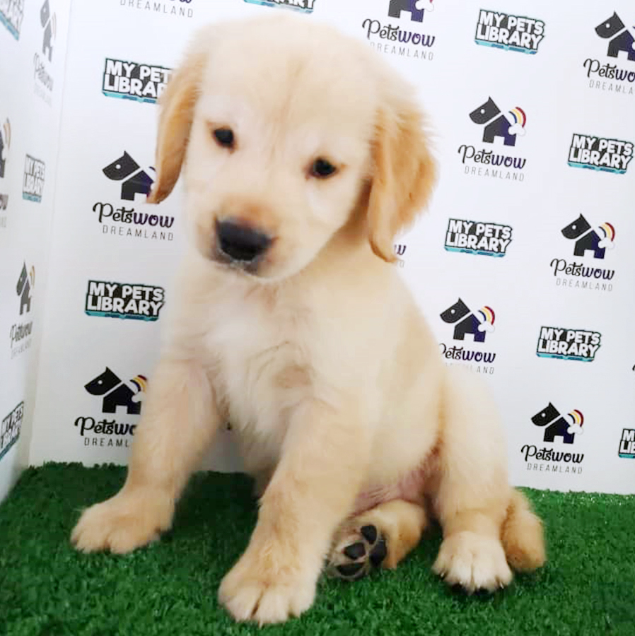 Golden Retriever Puppy (Male) For Sale