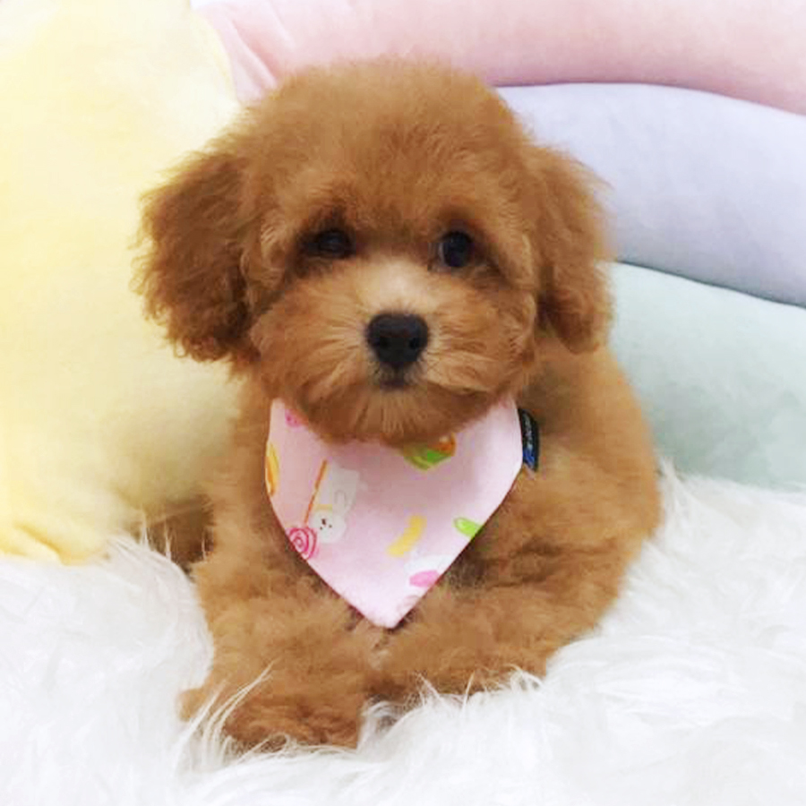 Brown Tiny Toy Poodle Puppy (Female) For Sale