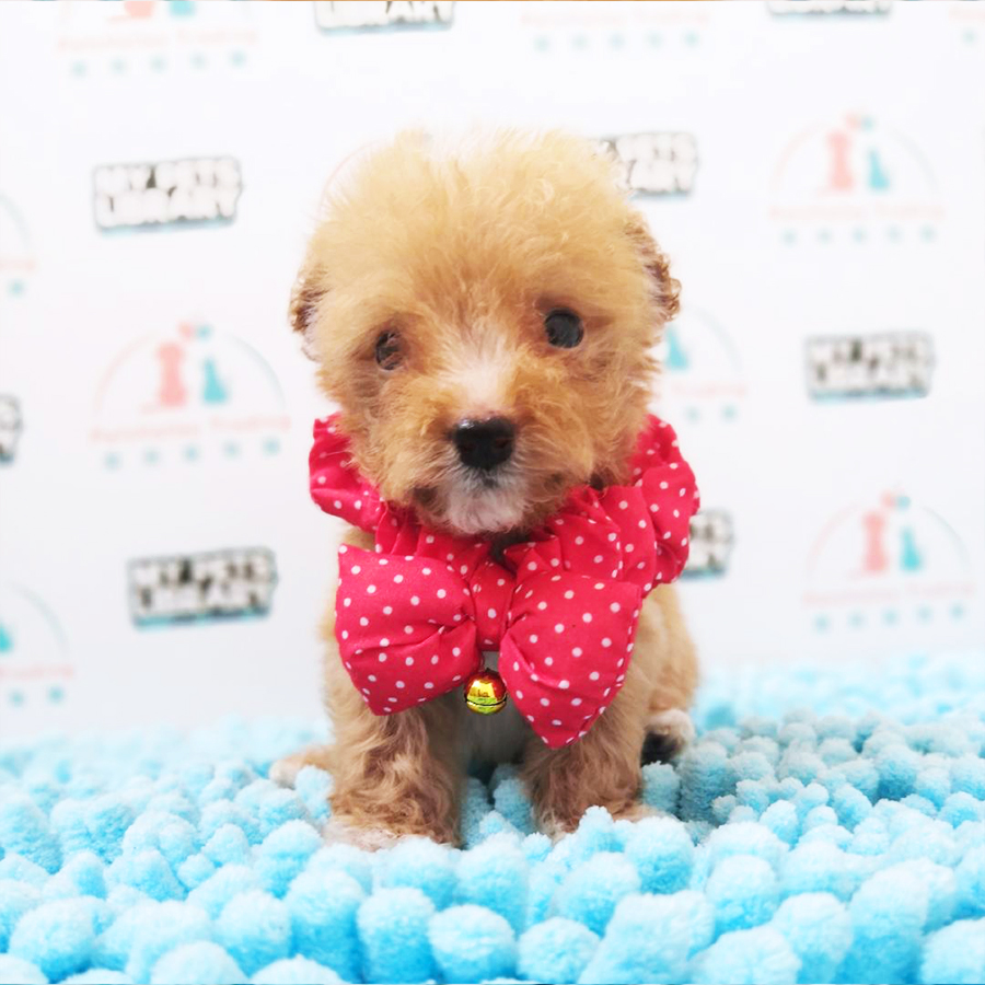 Brown & White Tiny Toy Poodle Puppy (Female) For Sale