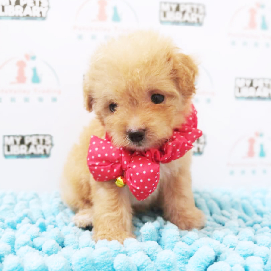 Brown Tiny Toy Poodle Puppy (Female) For Sale